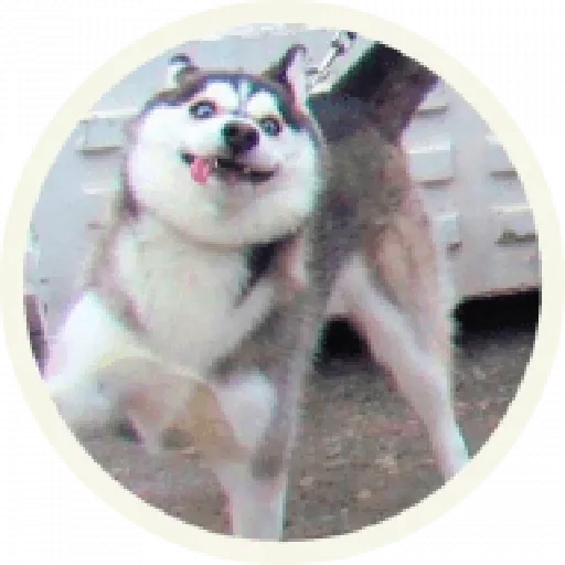 Husky - Sticker 1