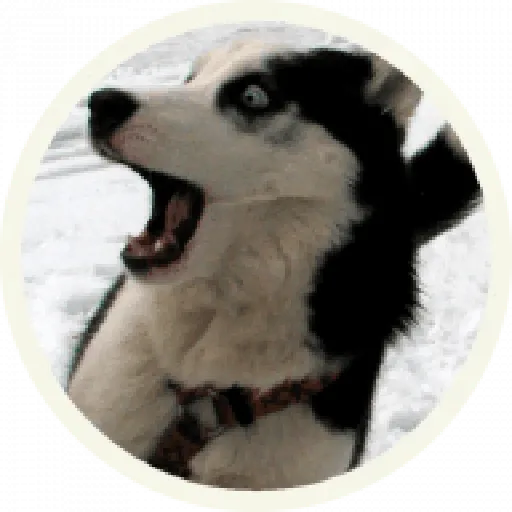 Husky- Sticker